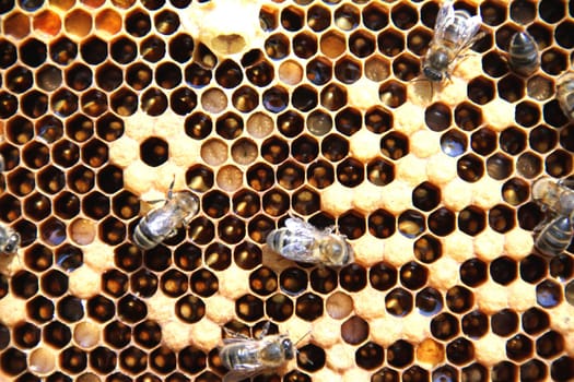 Bees on honeycomb