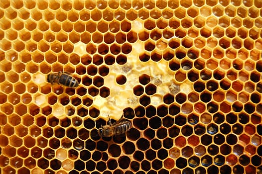 Bees on honeycomb