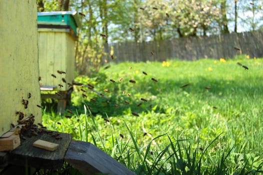 Apiary in springtime