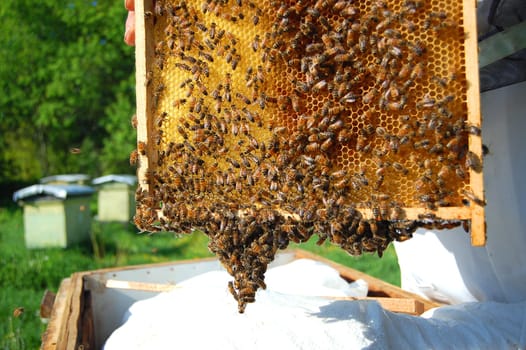 bees on honeycomb