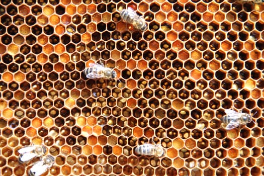 Bees on honeycomb