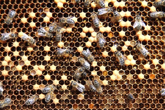 Bees on honeycomb