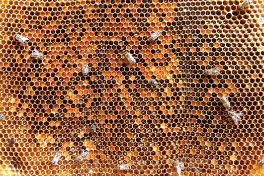Bees on honeycomb