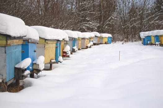 apiary in winterime