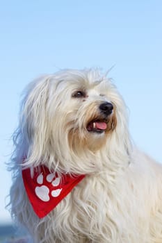Dog breeds portrait of a Havanese,dog sits slightly in profile. Red scarf with a paw print around the neck and a light blue sky in the background - Portrait of a Havanese dog breeds,dog sits easily in the profile. Red bandana with a paw p