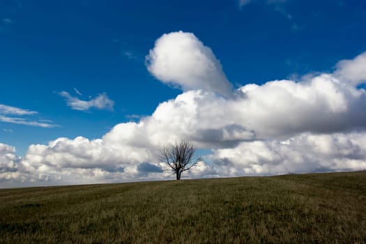 deserted landscape with a lone tree