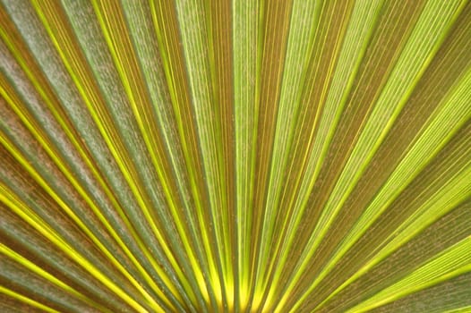 Close-up of fresh palm leaf