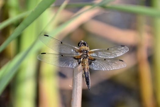 Vierflecklibelle