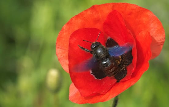 Large black wood bee,wood bee,Xylocopa violacea,poppy,poppy,hymenoptera,insect,large wood bee