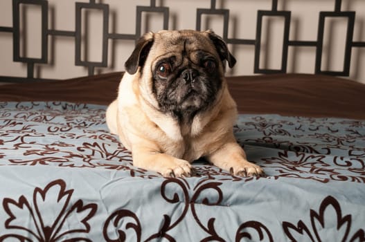 Pug Laying Down on Bed