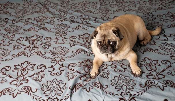 Pug Laying Down on Bed