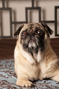Pug Laying Down on Bed