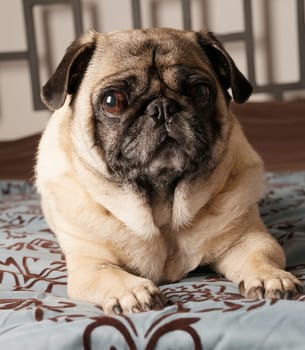 Pug Laying Down