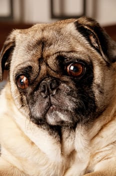 Close up of Pug