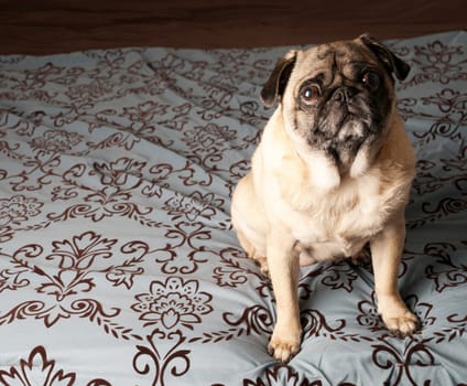 Pug Sitting Down on Bed with Expressive Face.