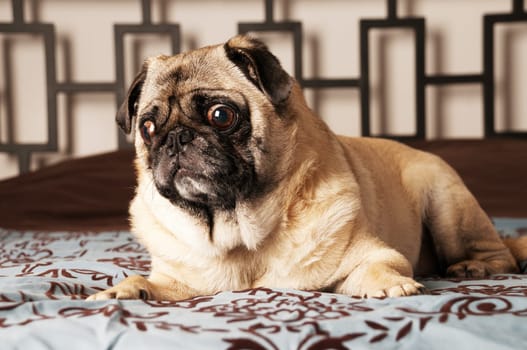 Pug Laying Down on Bed