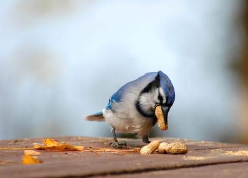 blue jay on the picnic table eating some peanuts