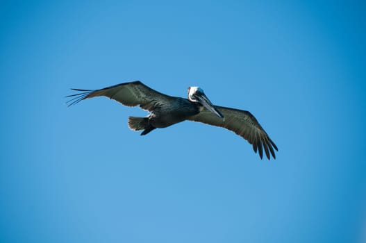 Pelican bird with a sky as a background