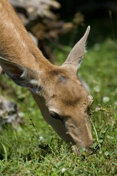 Deer eating grass