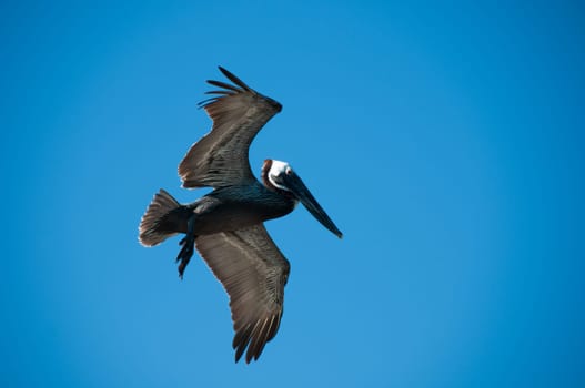 Pelican bird with a sky as a background