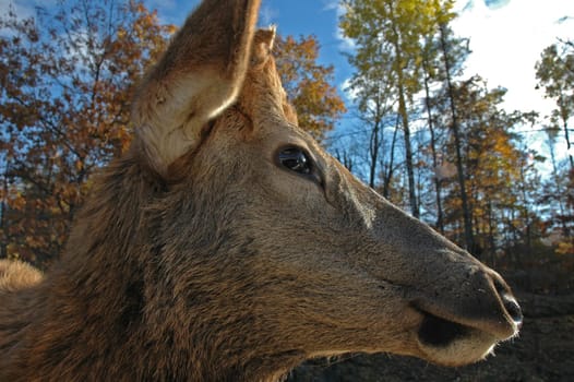 head