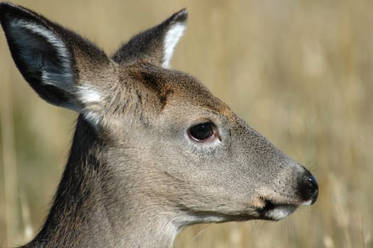 elk