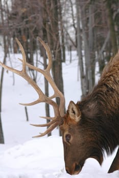 male buck with his antlers head shot