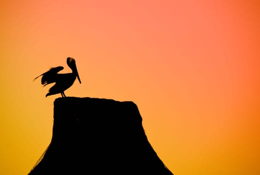 Pelican bird with a sky as a background