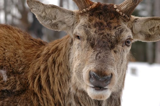 elk