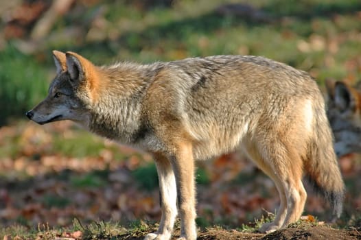 young coyote looking at his future prey