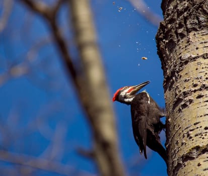 a wood pecker in a tree building a nest