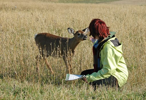 deer in a field getting close to a girl for food