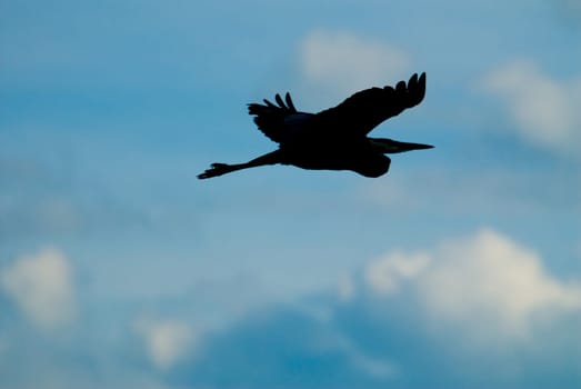 a flying heron in silhouette in the clouds