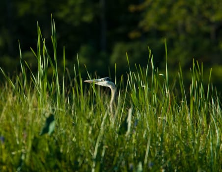 a heron in some tall grass fishing