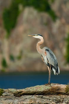 a grey heron perched on a rock in a lake