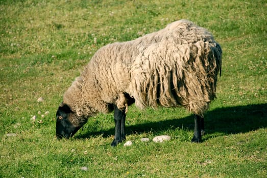 sheep eating grass