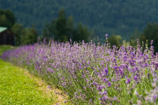a field of lavender in france with some purple