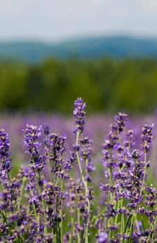 a field of lavender in france with some purple