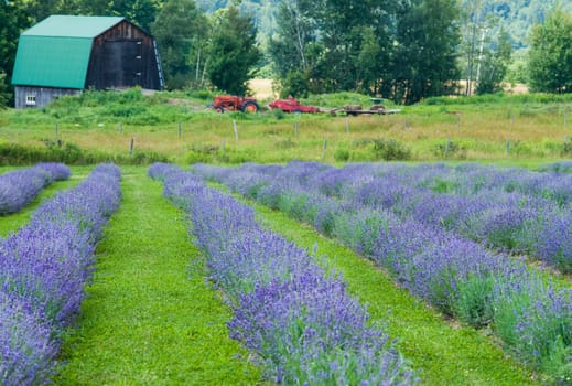 a field of lavender in france with some purple