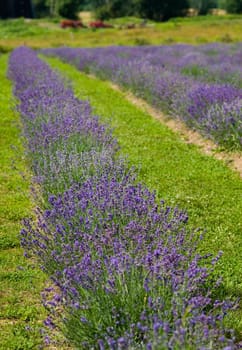 a field of lavender in france with some purple
