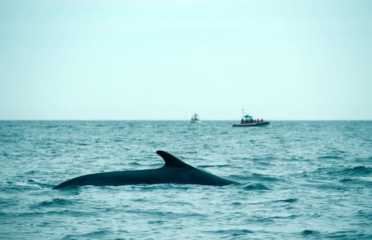 sperm whale in the St-Laurence