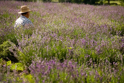 a field of lavender in france with some purple