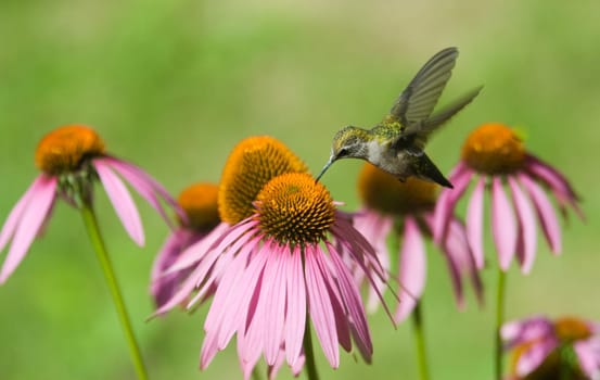 A humming bird in some pink flowers eating