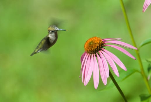 A humming bird in some pink flowers eating