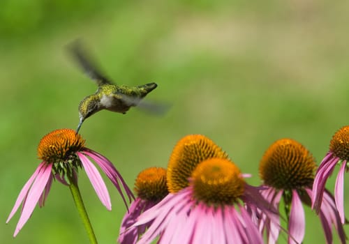 A humming bird in some pink flowers eating