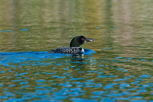 Adult loon on a blue lake in Canada