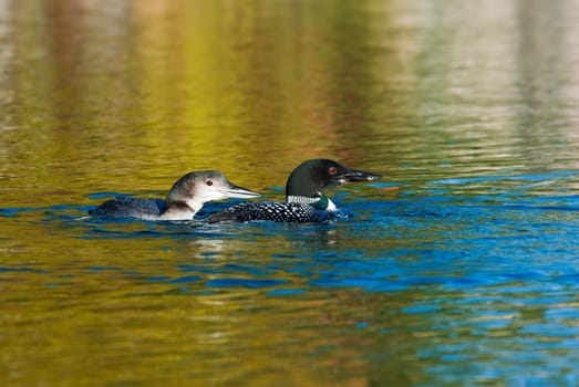 Adult loon and chick on a blue lake in Canada