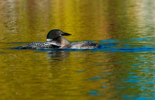 Adult loon and chick on a blue lake in Canada