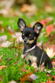 Chihuahua in grass being cute and a puppy