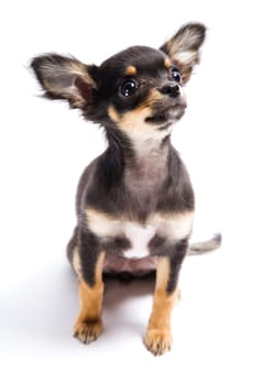 Chihuahua in a white background being cute and a puppy